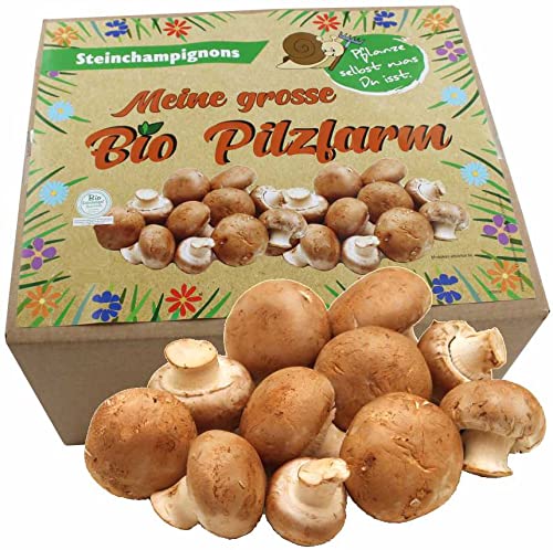 XXL Bio Steinchampignon 10 kg Komplettset - Pilze selber züchten von Pilzmännchen