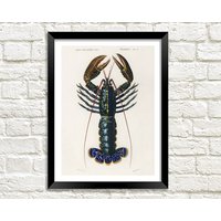 Crawfish Hummer Und Krabben Drucke Vintage Ocean Life Sea Theme Art Crawfish Hummer Und Krabben Drucke Vintage Ocean Life Sea Theme Art von PimlicoPrints