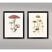 Pilz Drucke Zwei Vintage Pilze Poster Kunst Illustrationen von PimlicoPrints