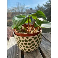 Dotty Blumentopf von PinkOrangeCollection