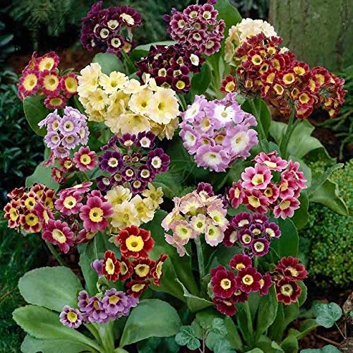 Bellfarm Bonsai Primula auricula Planta perenne colorido de las flores ornamentales Inicio Bonsai Garden alta germinación -15pcs / pack: QC127MxT1 von Pinkdose