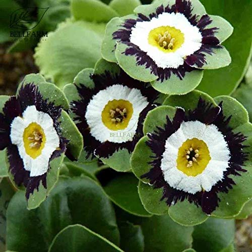 Bellfarm Bonsai Primula auricula Planta perenne colorido de las flores ornamentales Inicio Bonsai Garden alta germinación -15pcs / pack: QC127MxT3 von Pinkdose