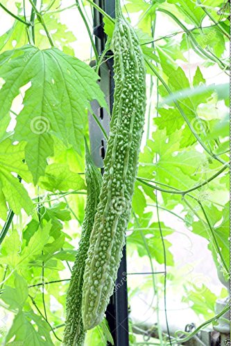 PinkdoseÂ 10 Samen bitterer Kürbis Samen, japanische lange (asiatische Gemüse) geernteten jungen bei 10-13" von GHINO DI TACCO