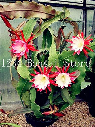 Pinkdose 100 Stück Seltene Kakteen Blume Pflanzen Japanische Epiphyllum Sukkulenten Pflanze Blume Sementes Bonsai Pflanzen Zimmerpflanzen Blumen Topf: 15 von Pinkdose