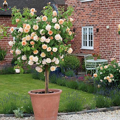Pinkdose 200 Sämling Echter Osiria-Rosenbaum-Bonsai Frische seltene Rosa Chinensis Dendroidal-Rosen-Blume im Freienbaum-Bonsai: Mehrfarbig von Pinkdose
