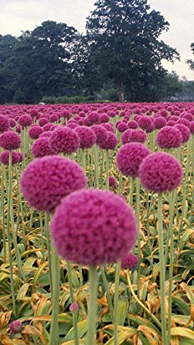 Pinkdose 2016 seltene Lila Riesen Zwiebel Allium Giganteum Blume Blume Bonsai Pflanze DIY Hausgarten Freies Verschiffen Kreative 20 stücke von Pinkdose