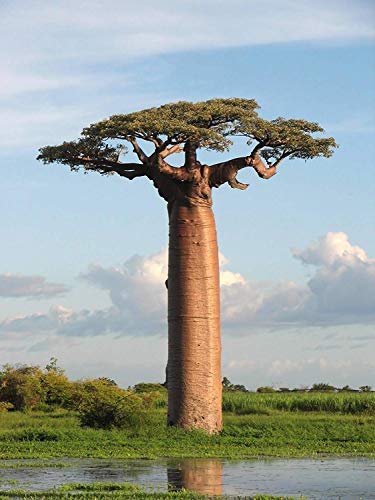 5 Adansonia grandidieri Samen, Grandidier Baobab, Giant Baobab Seeds von SVI