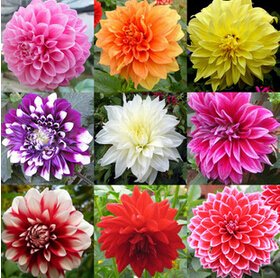 Pinkdose Blumen-Bonsai Art ordinally Yukako-Dahlienknollen Topfblumen - 100 Stück, neue Verpackung! : Mischen von Pinkdose