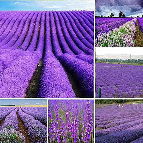 Pinkdose Lavendel Pflanzen Lavandula officinalis Garten-Blumen-Medicinal Plant Quality AA 100 Stück/Packung: 100 Stück von Pinkdose