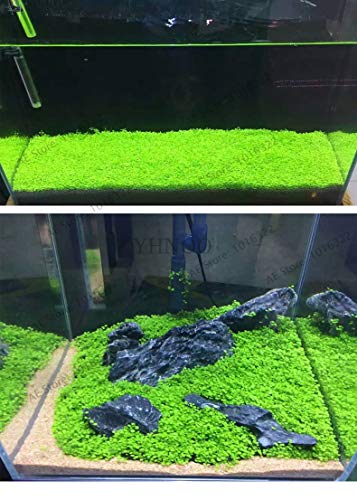 Pinkdose Original!500 Stück Aquarium Glossostigma Hemianthus Callitrichoides Bonsai Wasser Gras Mini Blatt Lebende Pflanze Fisch Tank Dekoration U: Mix von Pinkdose