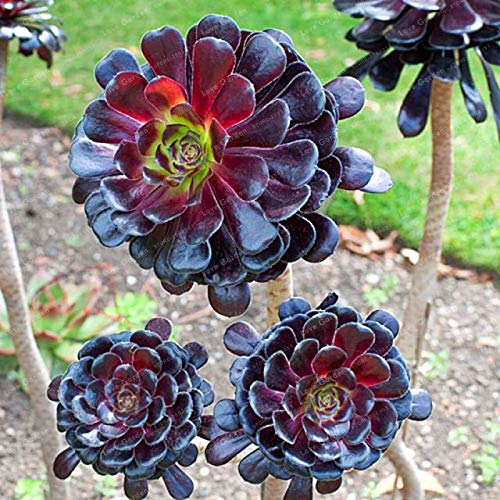 Pinkdose Seltene Aeonium arboreum Bonsai Atropureum Bonsai Pflanzen Indoor Bonsai Blume Für Hausgarten Dekoration Zierpflanze 100 Stücke von Pinkdose