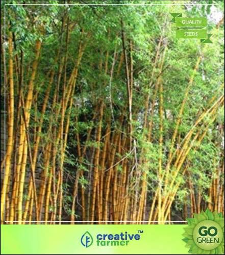 Pinkdose Seltene goldene Bambus Samen Bambus-Pflanzen-Samen Gold Garden Bambus Bambus Samen Seed von Pinkdose