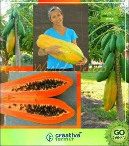 Pinkdose Thailand Dwarf Papaya-Frucht-Samen Hoch Growing Schön Dwarf Papaya Fruchtsamen für Garten Seed von Pinkdose