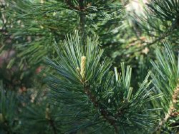 Biegsame Kiefer 'Vanderwolf's Pyramid', 40-50 cm, Pinus flexilis 'Vanderwolf's Pyramid', Containerware von Pinus flexilis 'Vanderwolf's Pyramid'
