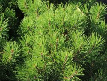 Bergkiefer 'Allgäu', 20-25 cm, Pinus mugo 'Allgäu', Containerware von Pinus mugo 'Allgäu'