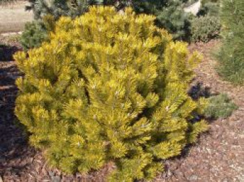 Bergkiefer 'Carsten's Wintergold', 30-40 cm, Pinus mugo 'Carsten's Wintergold', Containerware von Pinus mugo 'Carsten's Wintergold'