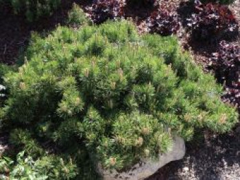 Bergkiefer 'Carsten', Stamm 40-50 cm, 60-80 cm, Pinus mugo 'Carsten', Stämmchen von Pinus mugo 'Carsten'