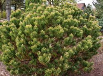 Wintergelbe Bergkiefer 'Dezember Gold', 30-40 cm, Pinus mugo 'Dezember Gold', Containerware von Pinus mugo 'Dezember Gold'