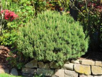 Bergkiefer 'Humpy', 20-30 cm, Pinus mugo 'Humpy', Containerware von Pinus mugo 'Humpy'