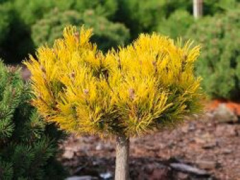 Bergkiefer 'Nana Balcanica Aurea', 15-25 cm, Pinus mugo 'Nana Balcanica Aurea', Containerware von Pinus mugo 'Nana Balcanica Aurea'