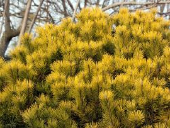 Bergkiefer 'Ophir', 30-40 cm, Pinus mugo 'Ophir', Containerware Bergkiefer 'Ophir', 30-40 cm, Pinus mugo 'Ophir', Containerware von Pinus mugo 'Ophir'