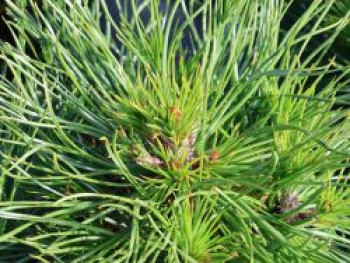 Berg-Kiefer 'Varella', 10-20 cm, Pinus mugo 'Varella', Containerware von Pinus mugo 'Varella'
