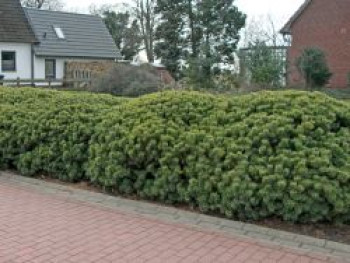 Krummholz-Kiefer / Bergkiefer, 30-40 cm, Pinus mugo var. mughus, Containerware Krummholz-Kiefer / Bergkiefer, 30-40 cm, Pinus mugo var. mughus, Containerware von Pinus mugo var. mughus