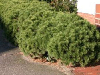 Kriechkiefer / Zwerglatsche / Zwergkiefer / Kniekiefer, Pinus mugo var. pumilio, Topfware Kriechkiefer / Zwerglatsche / Zwergkiefer / Kniekiefer, Pinus mugo var. pumilio, Topfware von Pinus mugo var. pumilio