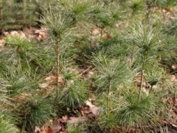 Bergkiefer / Latschenkiefer, 10-20 cm, Pinus mugo, Topfware von Pinus mugo