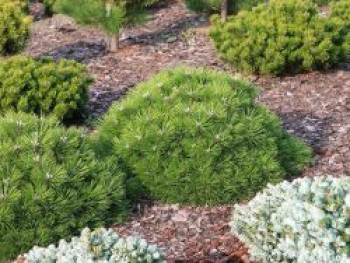 Zwerg-Schwarzkiefer 'Agnes Bregeon', Stamm 70-80 cm, 100-110 cm, Pinus nigra 'Agnes Bregeon', Containerware von Pinus nigra 'Agnes Bregeon'