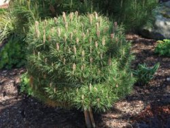 Schwarzkiefer 'Bambino' ®, 25-30 cm, Pinus nigra 'Bambino' ®, Containerware von Pinus nigra 'Bambino' ®