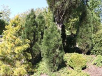 Schwarzkiefer 'Green Tower', 40-60 cm, Pinus nigra 'Green Tower', Containerware von Pinus nigra 'Green Tower'