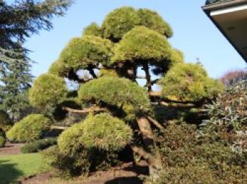 Schwarzkiefer 'Hornibrookiana', 25-30 cm, Pinus nigra 'Hornibrookiana', Containerware von Pinus nigra 'Hornibrookiana'