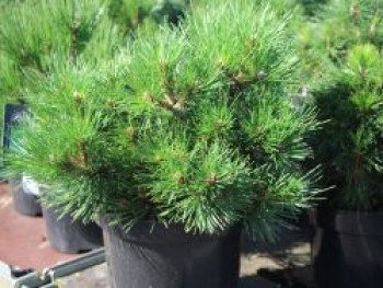 Strauch-Schwarzkiefer 'Nana', 25-30 cm, Pinus nigra 'Nana', Containerware von Pinus nigra 'Nana'