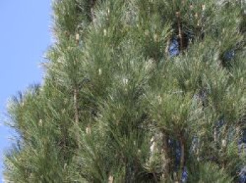 Schwarzkiefer 'Obelisk', 60-80 cm, Pinus nigra 'Obelisk', Containerware von Pinus nigra 'Obelisk'