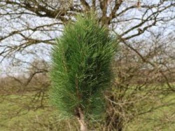 Schwarzkiefer Summer Breeze 'Aron', 40-60 cm, Pinus nigra Summer Breeze 'Aron', Containerware von Pinus nigra Summer Breeze 'Aron'