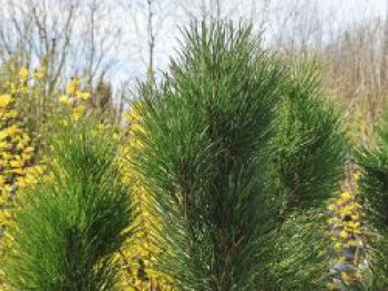 Schwarzkiefer 'Zimmer', 40-60 cm, Pinus nigra 'Zimmer', Containerware von Pinus nigra 'Zimmer'