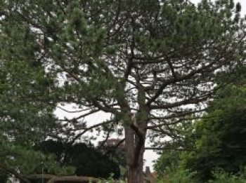 Österreichische Schwarz-Kiefer, 60-80 cm, Pinus nigra subsp. nigra, Containerware von Pinus nigra subsp. nigra