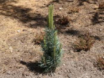 Säulenkiefer 'Fastigiata', 30-40 cm, Pinus sylvestris 'Fastigiata', Containerware von Pinus sylvestris 'Fastigiata'