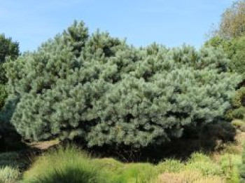Waldkiefer / Strauch-Waldkiefer 'Watereri', 20-30 cm, Pinus sylvestris 'Watereri', Containerware von Pinus sylvestris 'Watereri'