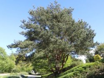 Gewöhnliche Kiefer / Wald-Kiefer / Föhre, 80-100 cm, Pinus sylvestris, Containerware von Pinus sylvestris