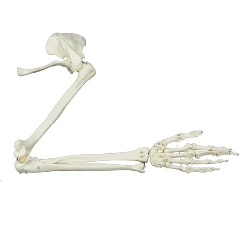 Anatomisches Skelettmodell der oberen Gliedmaßen, lebensgroßes Skelettmodell, Lebensgröße, menschlicher Arm für anatomisches Studium, pädagogisch Anatomisches Skelettmodell der oberen Gliedmaßen, lebensgroßes Skelettmodell, Lebensgröße, menschlicher Arm für anatomisches Studium, pädagogisch von Pitadue