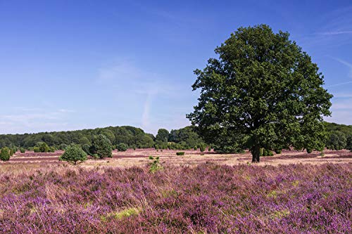 Hochwertige Fototapete - Lüneburger Heide Landschaft I Vlies-Fototapete (Kleistertapete) (300 x 200 cm) I Made in Germany von Pixblick