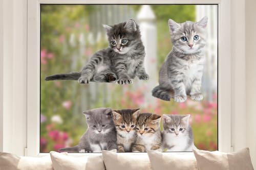 Pixblick Fensteraufkleber – Süße Katzen I Selbstklebende und Wiederverwendbar I Made in Germany von Pixblick