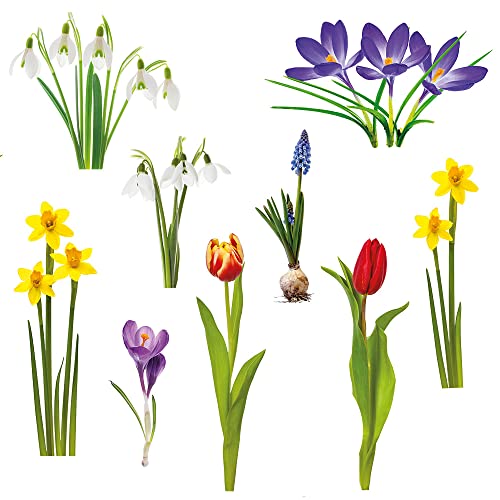 Pixblick Fenstersticker - Schneeglöckchen, Krokusse, Tulpen und weitere Blumen für den Winter und Frühling I Made in Germany I Wiederverwendbar von Pixblick