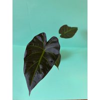Regal Shield Alocasia Baby von HydroPlanty