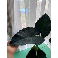 Regal Shield Alocasia | Größe M-L Regal Shield Alocasia | Größe M-L von PixiandPrincess