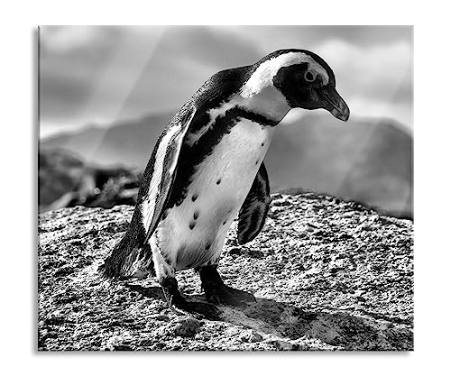 Afrikanischer Pinguin beobachtet Herdabdeckplatte & Spritzschutz aus Echtglas | Für Herd-Kochfelder | 60x52 cm von Pixxprint