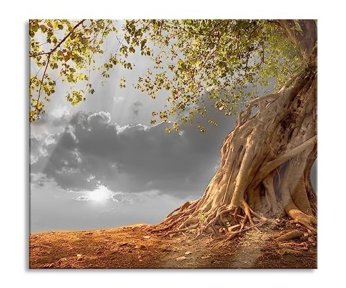 Baum Herdabdeckplatte & Spritzschutz aus Echtglas | Für Herd-Kochfelder | 60x52 cm von Pixxprint