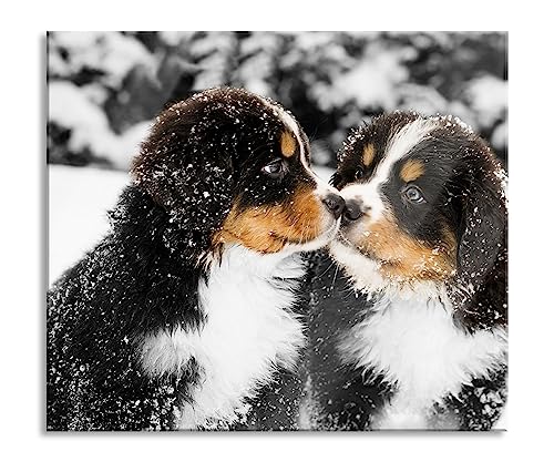 Bernersennenhunde im Schnee Herdabdeckplatte & Spritzschutz aus Echtglas | Für Herd-Kochfelder | 60x52 cm von Pixxprint